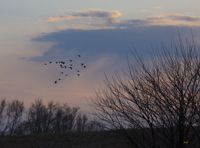 Evening Geese